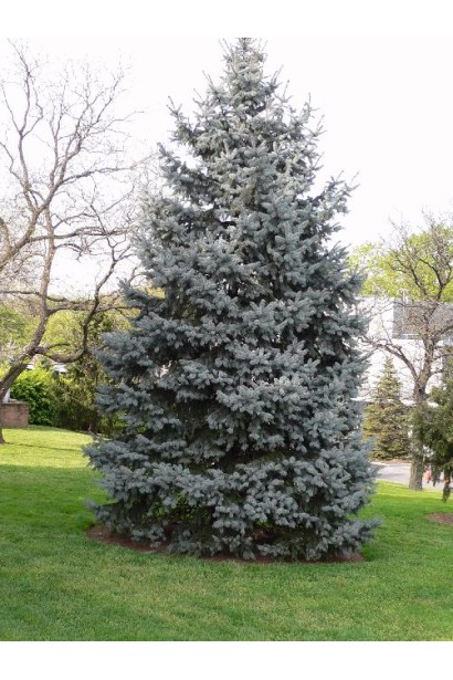 Ялина колюча Хупсi