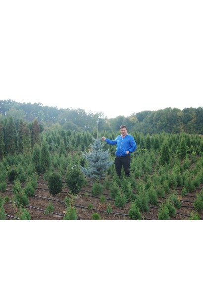 Ялина колюча Хупсi в розсаднику