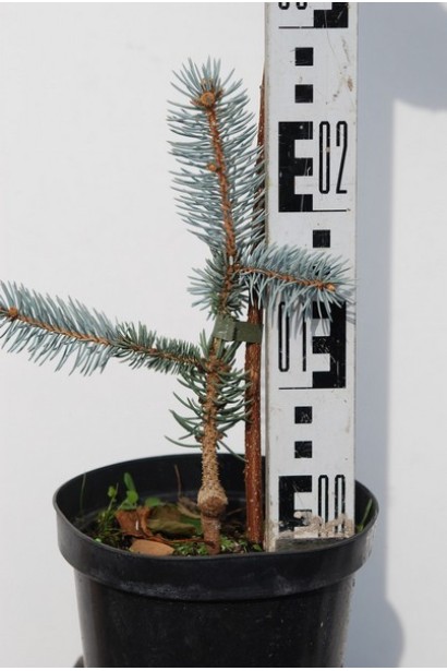 Ялина колюча Хупсi в горщику 3 л 20-25 см