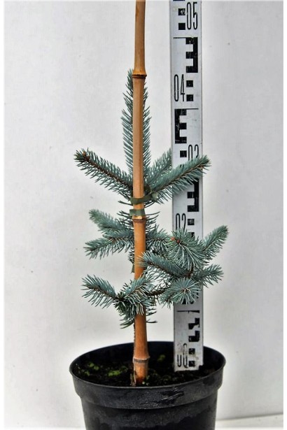 Ялина блакитна Хупсi контейнер 3 л 