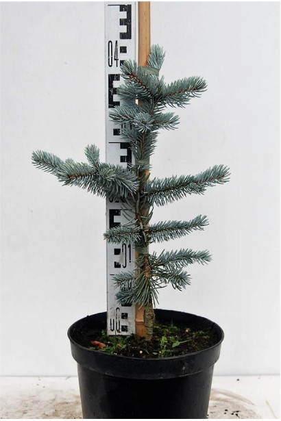 Ялина колюча Хупсi саджанець С3