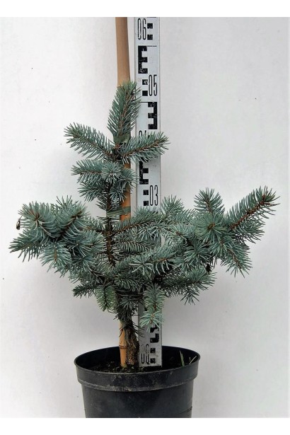 Ялина блакитна Хупсi саджанець С5 40-50 см