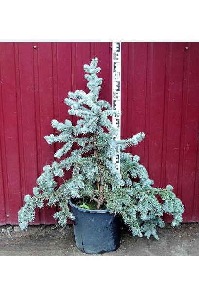 Ялина блакитна Хупсi в контейнері 60-80 см