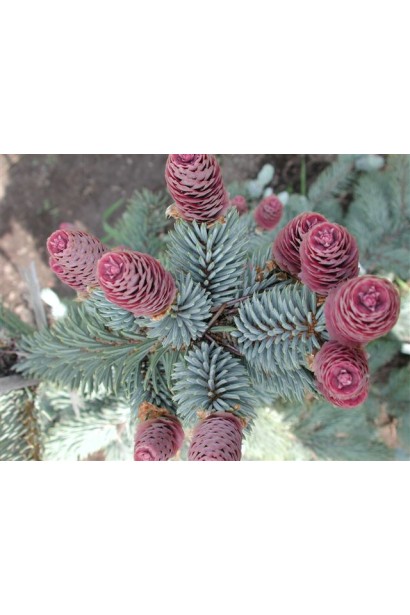 Ялина колюча Хупсi декоративні червоні шишки