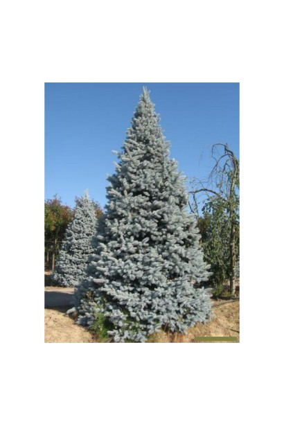 Ялина блакитна Хупсi