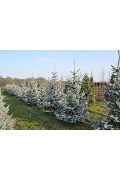 Ялина колюча Hoopsii