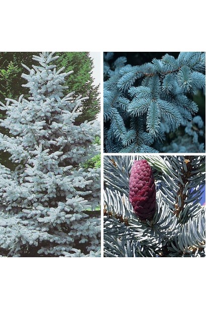 Picea pungens Hoopsii