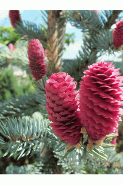 Фіолетово-червоні шишки ялини Хупсі