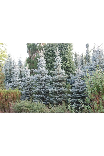 Ялина колюча Хупсi дерево х густою конічною кроною