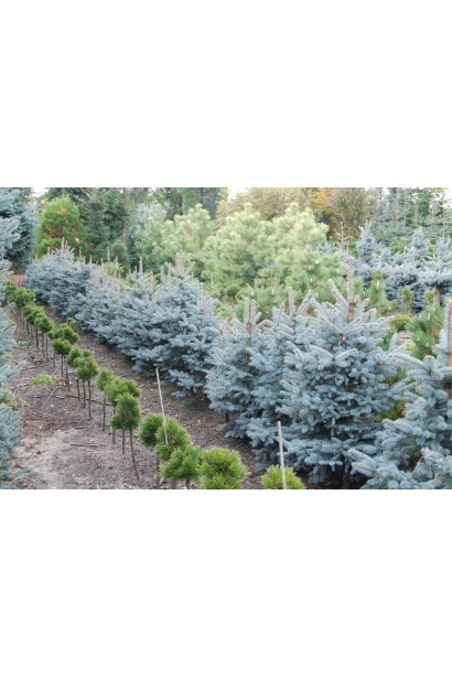 Ялина блакитна Хупсi саджанці в розсаднику