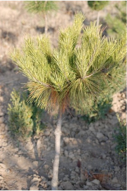 Pinus densiflora для сада с уникальным стилем.