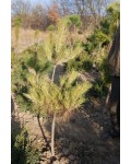 Сосна густоцветковая Окулус Драконис (Глаз Дракона) | Сосна густоквіткова Окулус Драконіс (Око Дракона) | Pinus densiflora Oculus draconis