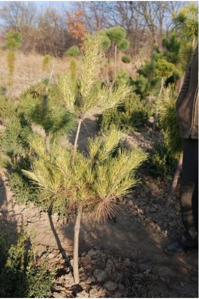 Сосна густоцветковая Окулус Драконис (Глаз Дракона)