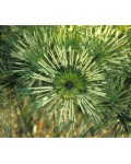 Сосна густоцветковая Окулус Драконис (Глаз Дракона) | Сосна густоквіткова Окулус Драконіс (Око Дракона) | Pinus densiflora Oculus draconis