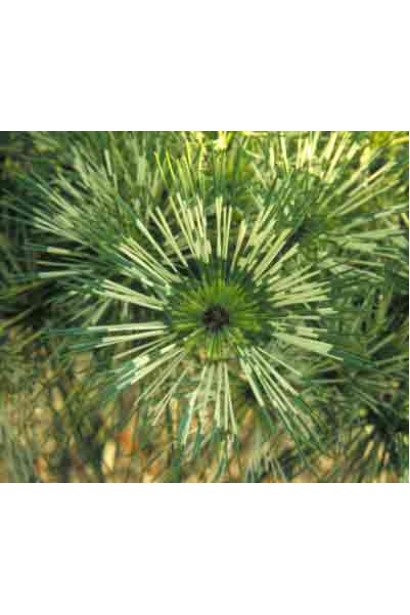 Декоративная сосна с контрастными полосами на хвое.