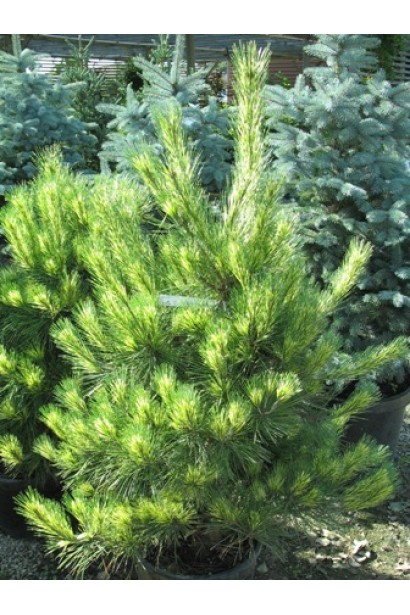 Контрастная хвоя сосны для яркого сада.