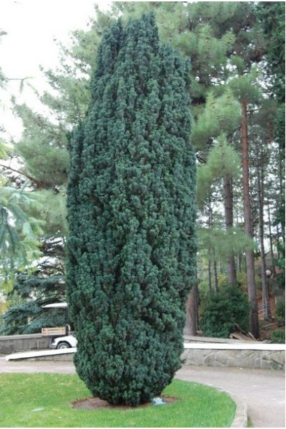 Колонообразный тис Фастигиата в ландшафтном дизайне.