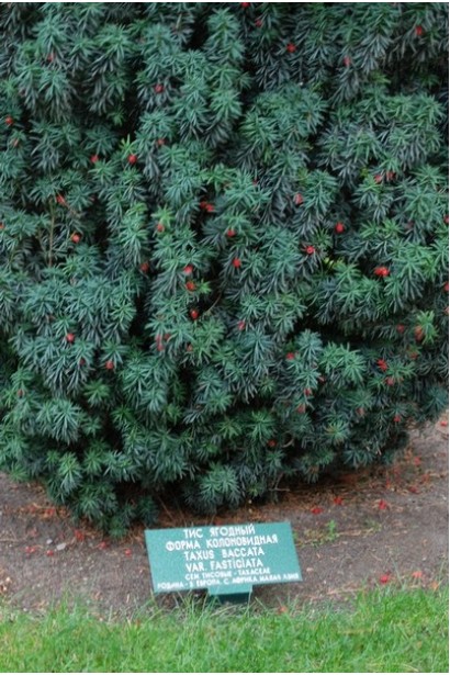 Тис Фастигиата с темно-зеленой хвоей.