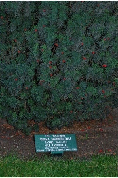 Тис ягодный Фастигиата