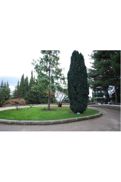 Декоративный тис Фастигиата в форме стройной колонны.