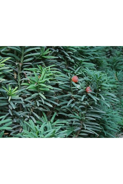Тис ягодный Фастигиата - Хвоя