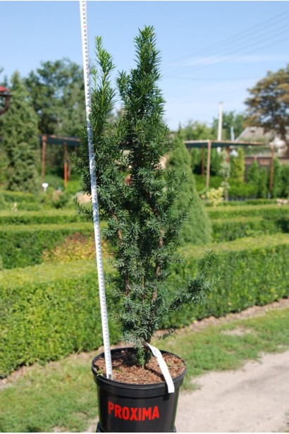 Тис ягодный Фастигиата