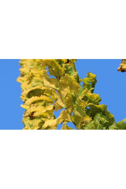 В’яз золотий