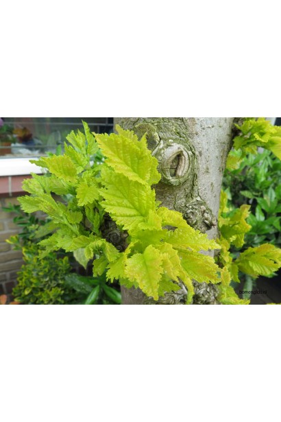 Ільм Вредеї