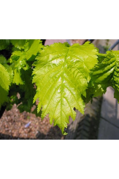 В’яз Вредеі жовто-зелене листя