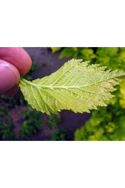 В’яз голландський Вредеі листя