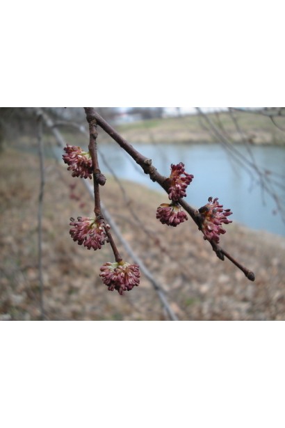 В’яз голландський Вредеї бруньки