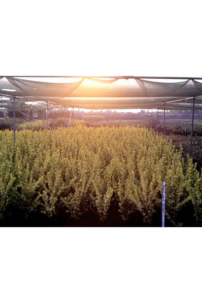 В’яз голландський Вредеі саджанці