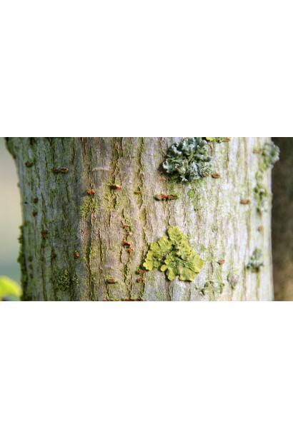 В’яз голландський Вредеі кора