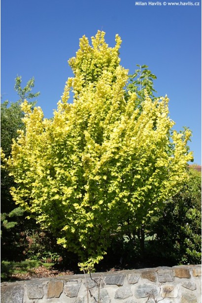 В’яз голландський Вредеі