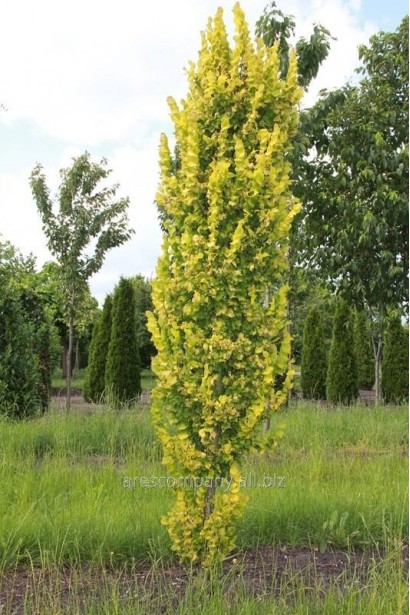 В’яз голландський Wredei