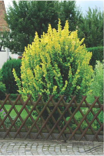 В’яз голландський Вредеі в саду