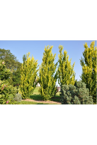 В’яз голландський Вредеі дерева