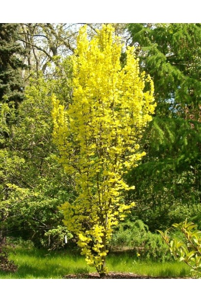 Берест голландський Вредеі