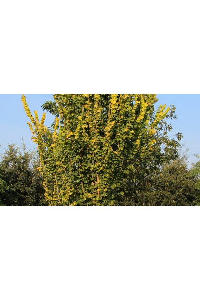 В’яз голландський Вредеі восени