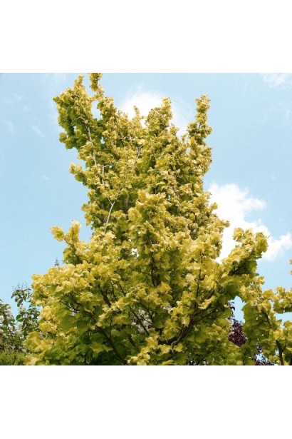 Ulmus hollandica Wredei