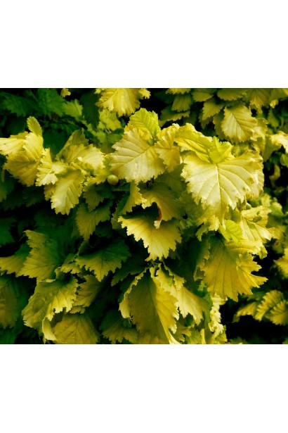 В’яз голландський Вредеі молоде яскраво-жовте листя