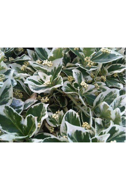 Бруслина Форчуна Сільвер Квін строкате листя