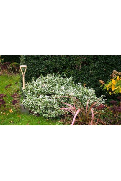 Бруслина Форчуна Сільвер Квін в ландшафті