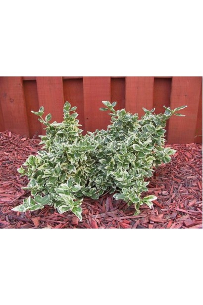 Бруслина Форчуна Сільвер Квін сланкий кущ