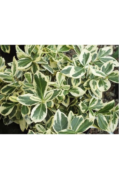 Euonymus fortunei Silver Queen
