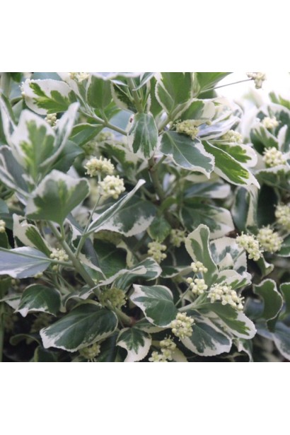 Бруслина Форчуна Сільвер Квін