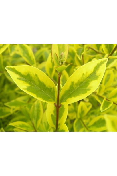 Лігіструм Ауреум строкате золотисте листя