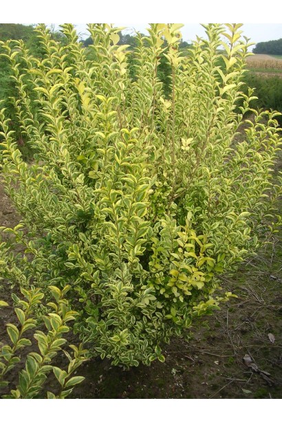 Ligustrum ovalifolium Aureum