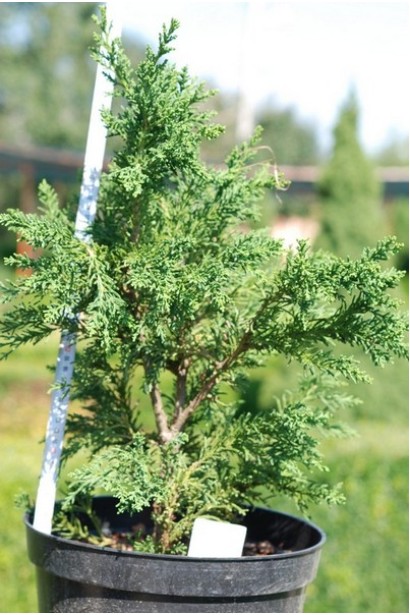 Кипарисовик Драхт в горшочке 3 л