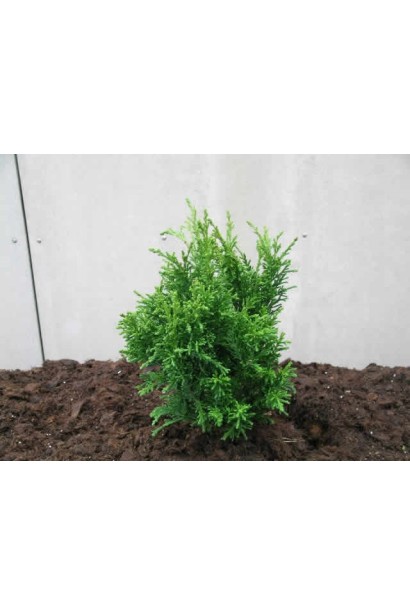 Кипарисовик японский Драхт